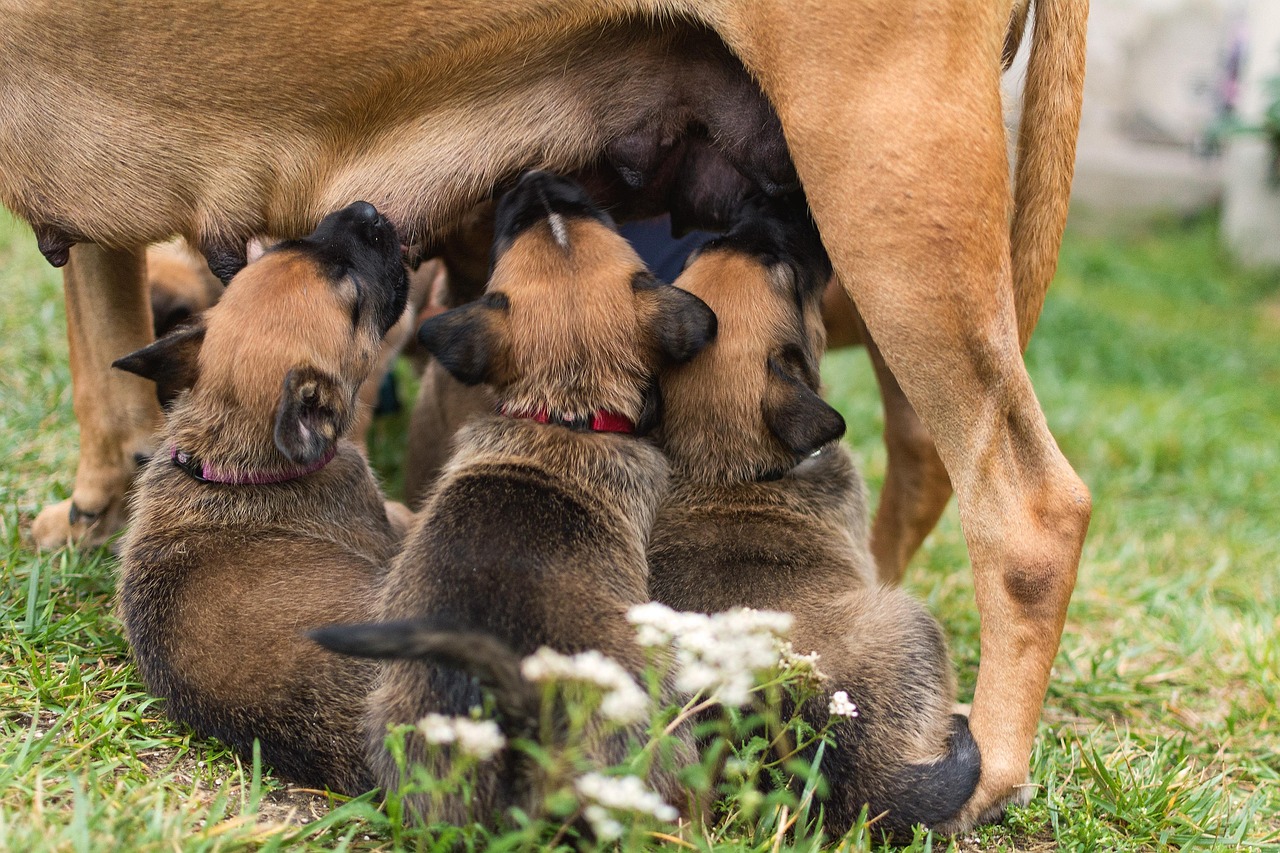 Nombres para Diferentes Razas de Mascotas: Celebrando la Identidad de Cada Raza